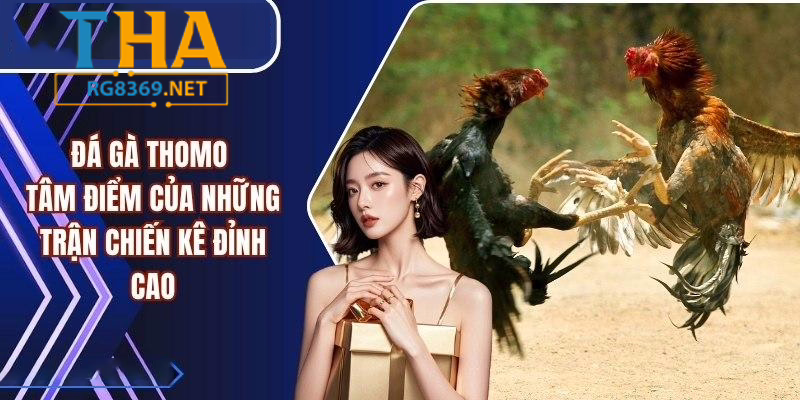 Cách tham gia đặt cược đá gà Thomo qua link uy tín
